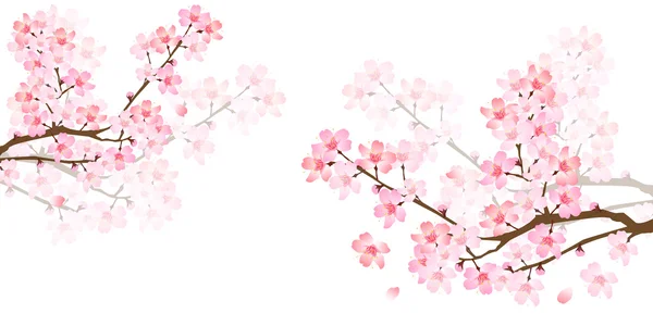 Весенний цветок вишни — стоковый вектор