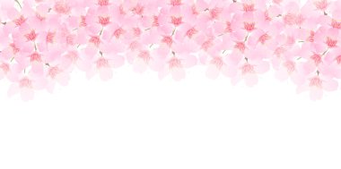 Bahar kiraz çiçeği arka planı