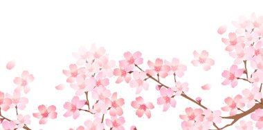 Bahar kiraz çiçeği arka planı