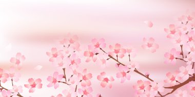 Bahar kiraz çiçeği arka planı