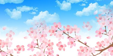 Bahar kiraz çiçeği arka planı