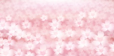 Bahar kiraz çiçeği arka planı