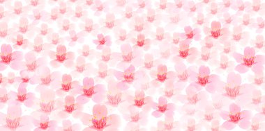 Bahar kiraz çiçeği arka planı