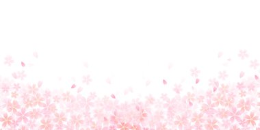 Bahar kiraz çiçeği arka planı