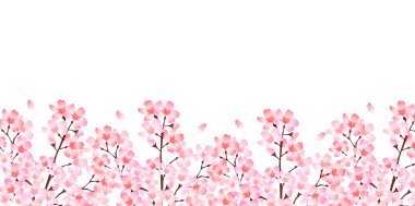 Bahar kiraz çiçeği arka planı