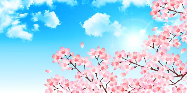 Spring cherry blossom background — Stock Vector