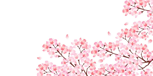 Primavera flor de cerejeira fundo — Vetor de Stock