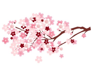 Bahar kiraz çiçeği arka planı