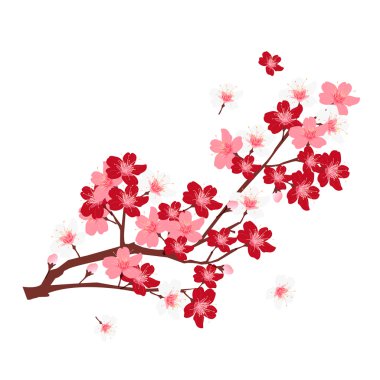 Kiraz bahar çiçek arka plan