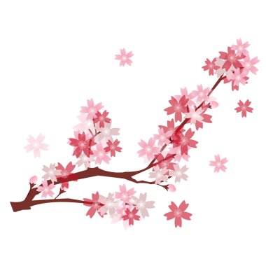 Kiraz bahar çiçek arka plan