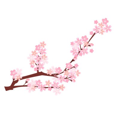 Kiraz bahar çiçek arka plan