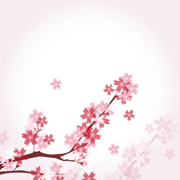 Cherry spring flower background — Stock Vector