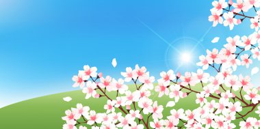 Kiraz bahar çiçek arka plan