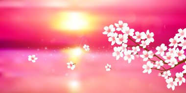 Kiraz bahar çiçek arka plan