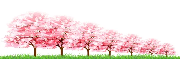 Cseresznye tavaszi virágot háttér — Stock Vector