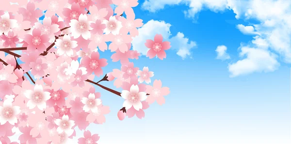 Kirsche Frühling Blume Hintergrund — Stockvektor