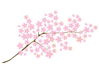 Kiraz bahar çiçek simgesi