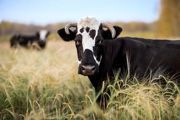 Vacas em prados — Fotografia de Stock