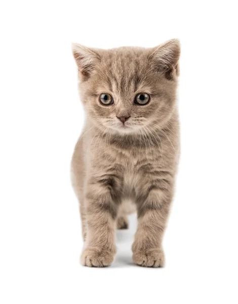 Piękny brązowy mały kotek brytyjski — Zdjęcie stockowe