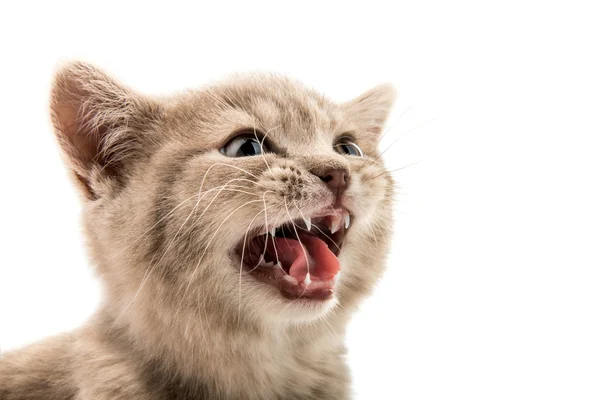 Piccolo gattino miagolio, primo piano museruola — Foto Stock