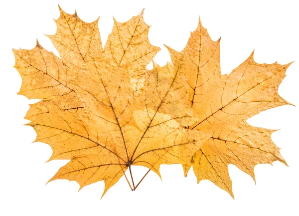 Bunch yellow maple leaf — Stock Photo, Image