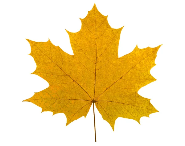 Big yellow maple leaf — Stock Photo, Image