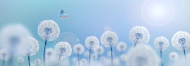 white dandelions with butterfly on blue background, wide view, creative surrealism concept clipart