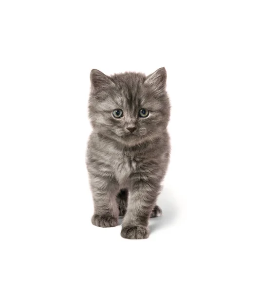 One Young Grey Kitten Walked White Background Isolated — Stock Photo, Image