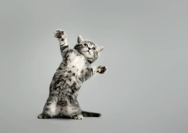 灰色の美しい子猫の一匹はスコットランドストレートを繁殖させ脚の後ろに立ち — ストック写真