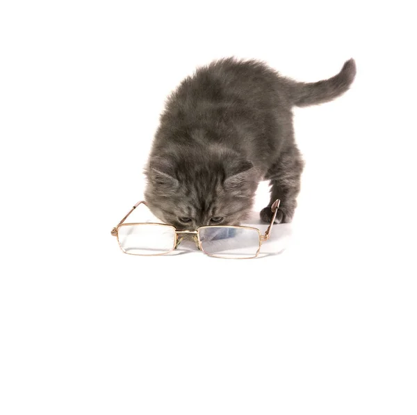 Kitten Looks Glasses White Background Isolated Visually Impaired Poor Eyesight — Stock Photo, Image