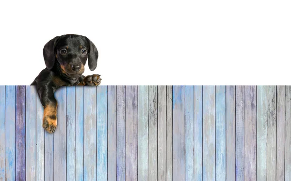 Ein Kleiner Hundedackel Über Ein Brett Aus Holzplanken Leerer Raum — Stockfoto