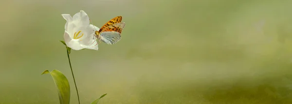 Schöne Weiße Wildblume Mit Schmetterling Frühlingsmorgen Der Natur Auf Sanftem — Stockfoto