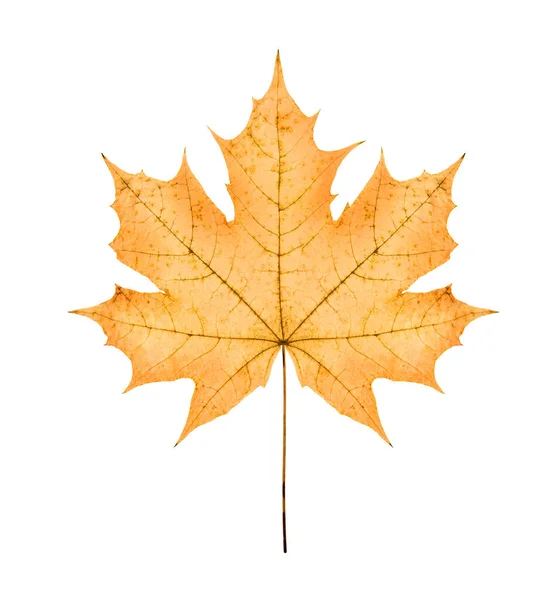 One Big Yellow Maple Autumn Dried Leaf White Background Isolated — Stock Photo, Image