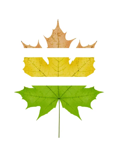 One Big Yellow Maple Autumn Dried Leaf White Background Isolated — Stock Photo, Image