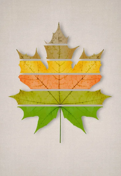 1つ大きな黄色のカエデの秋の乾燥葉光繊維の背景に 季節の概念の変化 — ストック写真