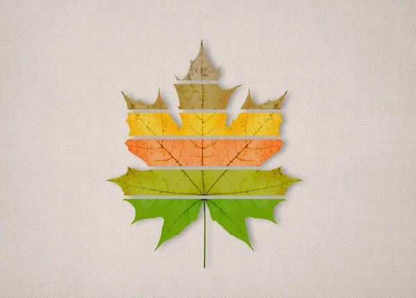 One Big Yellow Maple Autumn Dried Leaf Light Textile Background — Stock Photo, Image