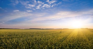 Güzel günbatımında buğday tarlası, mevsime özel bahar ya da yaz konsepti