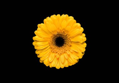 Bir güzel sarı çiçek gerbera, kasımpatı herberum, siyah arka planda yakın plan.