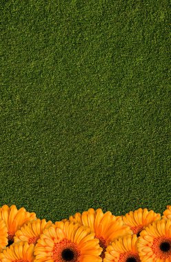 Yeşil çimenlerin yeşil arka planında tek çiçek portakalı gerbera, minimalizm veya ekoloji kavramı. Metin için boş alanı olan dikey fotoğraf