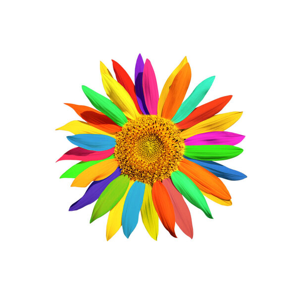 one bud sunflower with multicoloured  petals close-up, on white background, isolated 