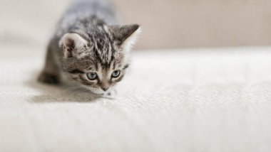 Gri, güzel, küçük kedi yavrusu bakışı, yakın çekim yüzü, yatay fotoğraf, mesaj için boş alan.