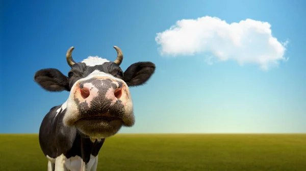 Cow Grazed Green Grassland Close Head Look Camera Blue Sky — Stock Photo, Image