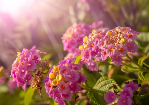 Pink Blossom Garden Flowers Close Sun Light Spring Summer Season — Stock Photo, Image