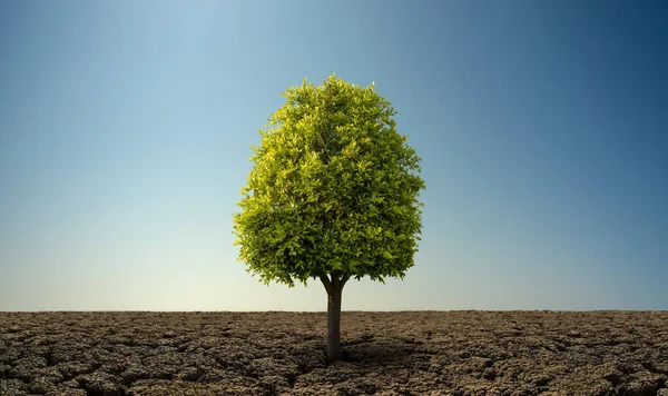 Alleen Groene Boom Ernstige Droogte Woestijn Ecologie Milieubescherming Klimaatopwarming — Stockfoto