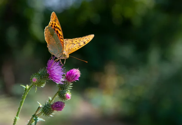 Schöne Gartenblumen Mit Gelben Schmetterling Auf Grünem Gras Hintergrund Saisonspezifisches — Stockfoto