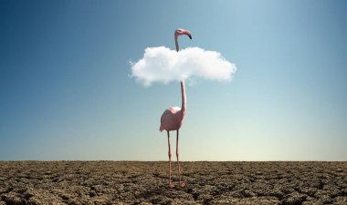 Şiddetli kurak çölde tek başına pembe bir flamingo, yatay fotoğraf. Soyu tükenme ve ekoloji, çevre koruma (Kırmızı Liste) kavramı