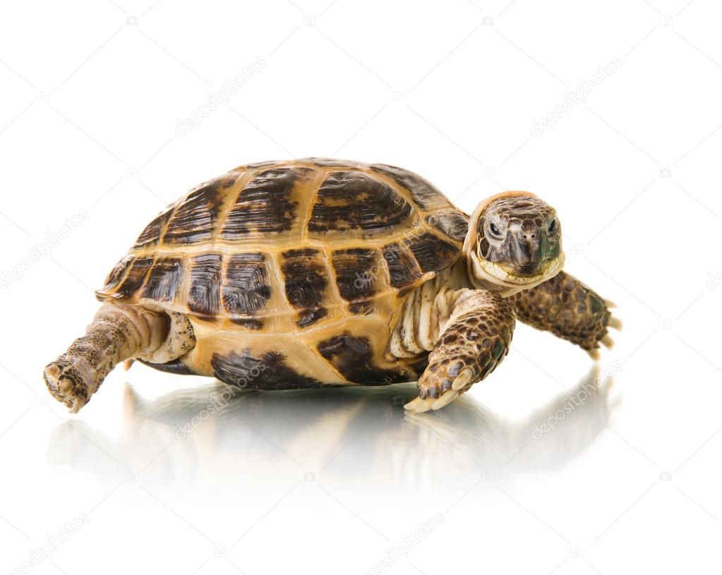 Tortoise on white