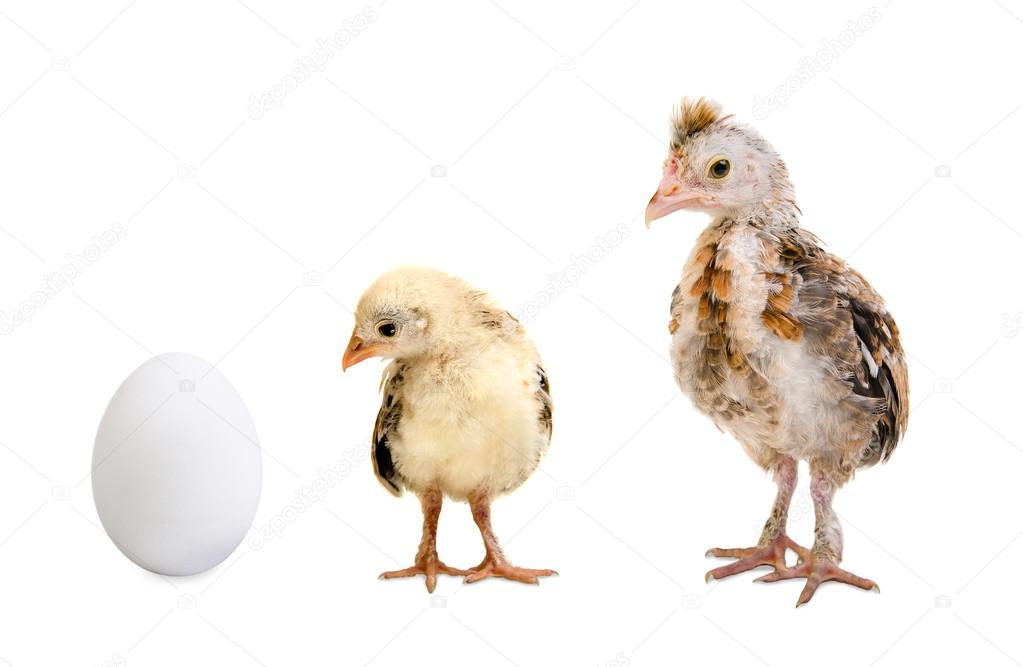 Nestling chicks and egg