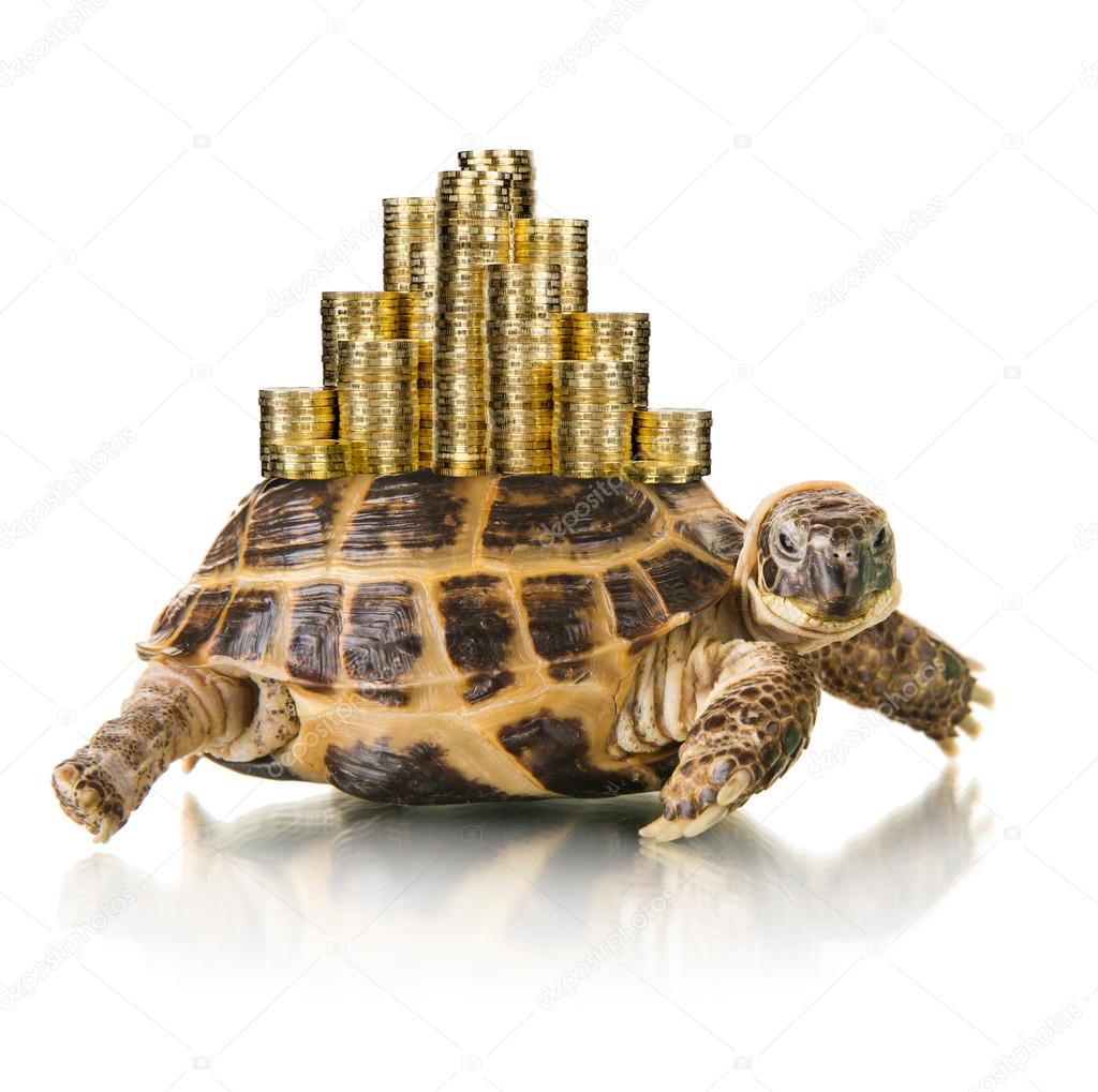 Tortoise with coins