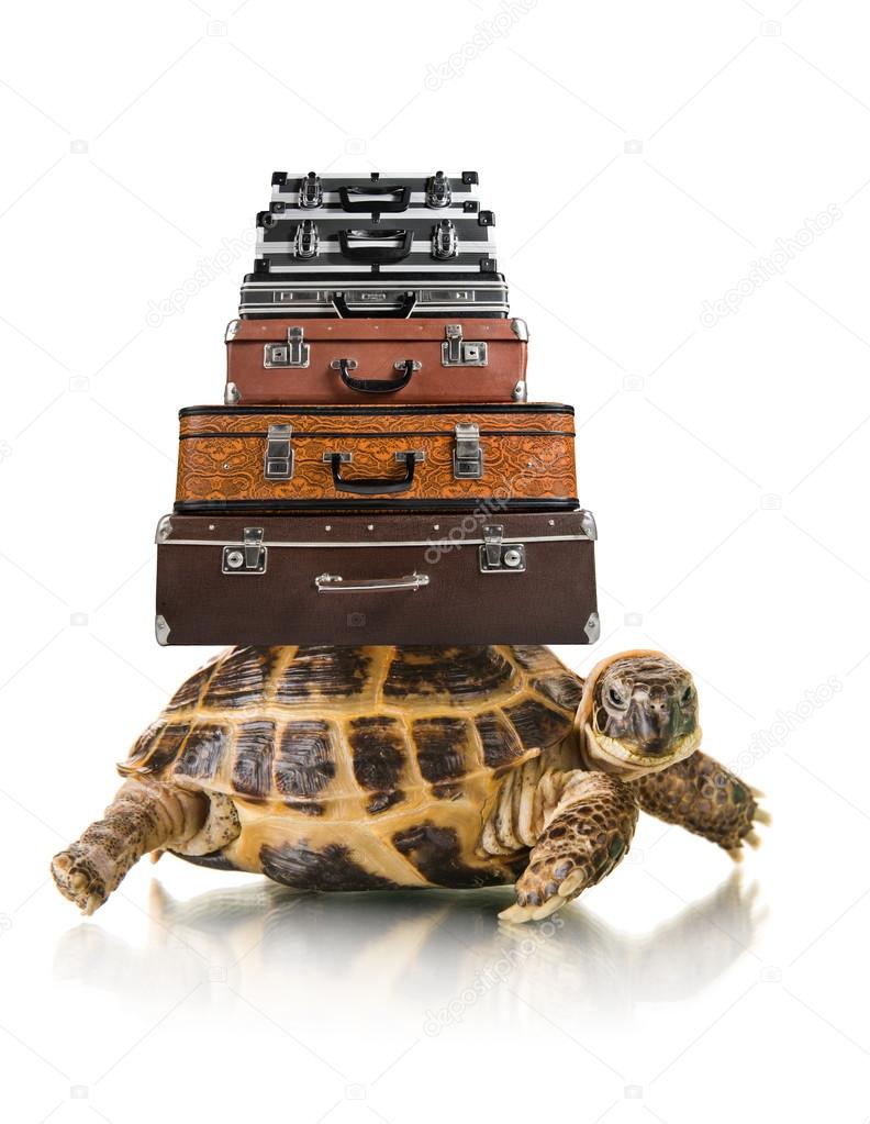 Tortoise with suitcases